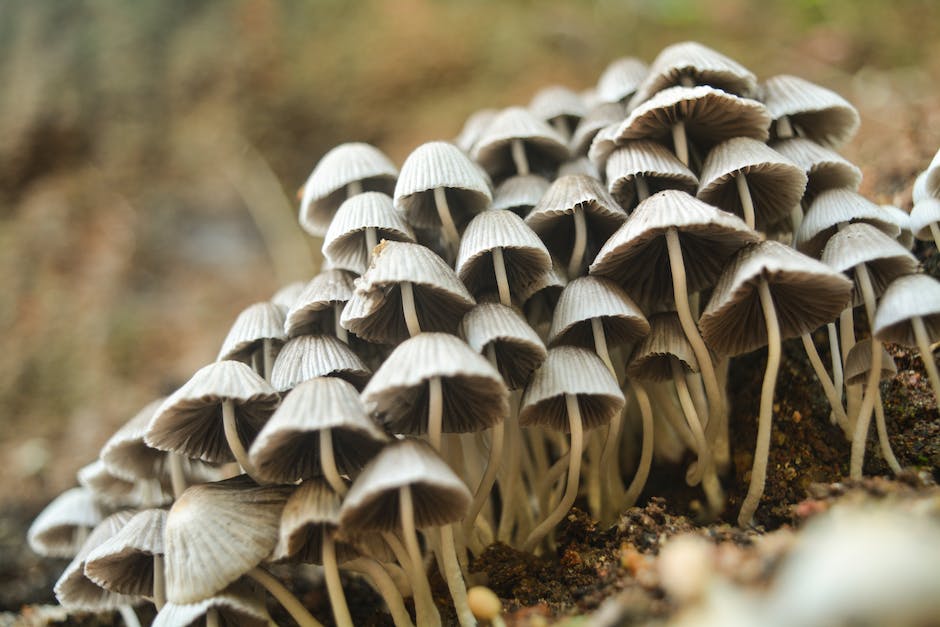 wie lange champignons im kühlschrank haltbar_1